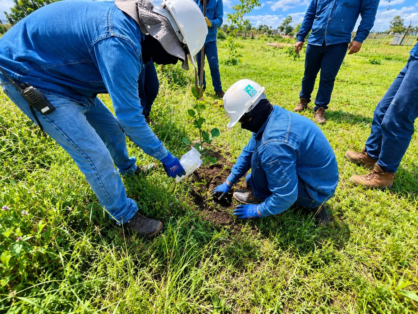 Trabajadores con casco y uniforme azul sembrando un árbol en el marco del Plan Sombra