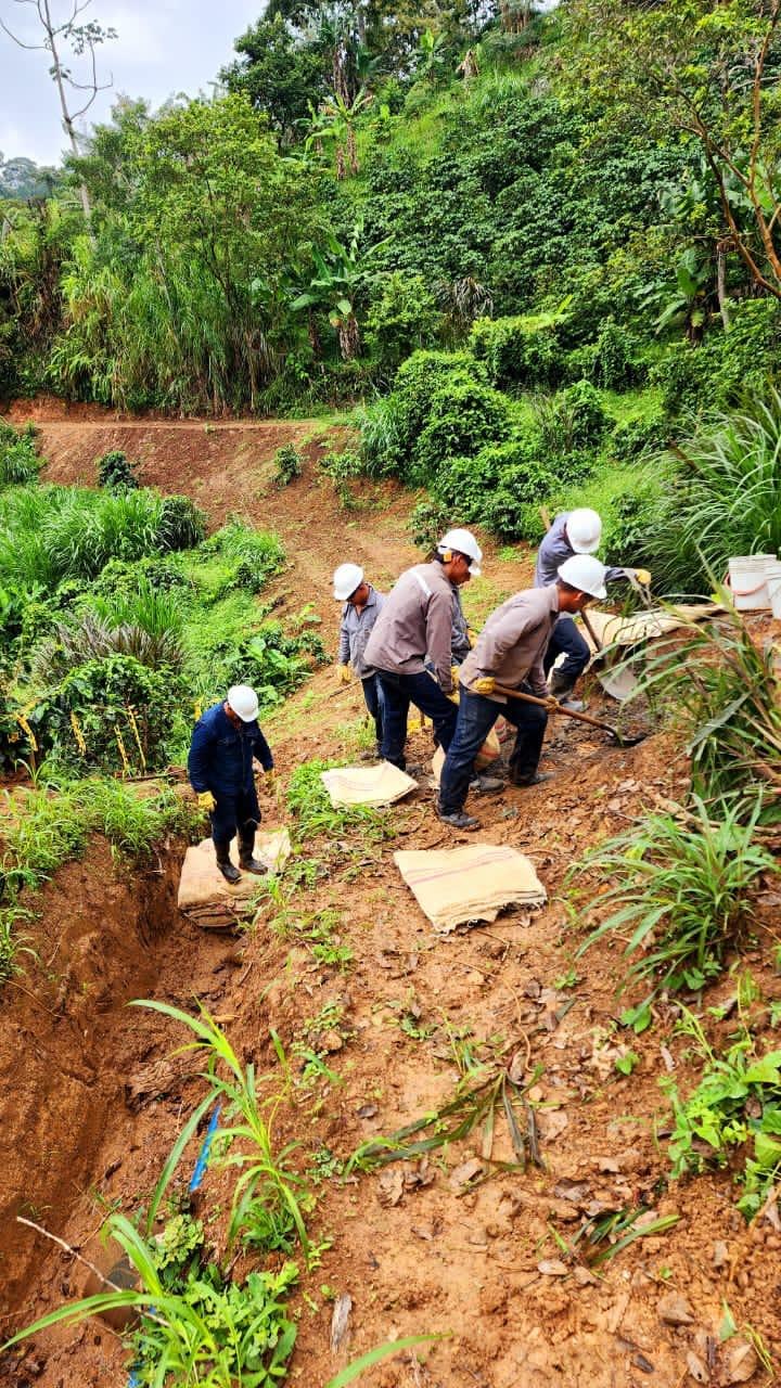 Proyecto forestal — SOFORESTA